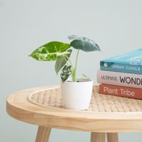 Alocasia Frydek Variegata - P6