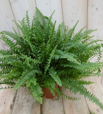 Kamerplant Koningsvaren Nephrolepis 40 cm - Warentuin natuurlijk