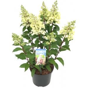 Hydrangea Paniculata "Pinky Winky"® pluimhortensia - 25-30 cm - 1 stuks