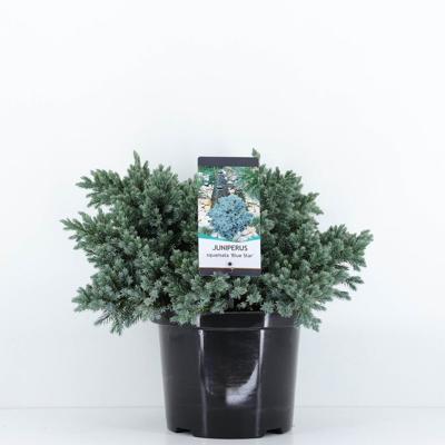 Juniperus squamata blue star 45 cm - Warentuin natuurlijk