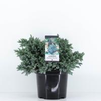 Juniperus squamata blue star 45 cm - Warentuin natuurlijk