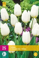 X 25 Tulipa Triumph wit