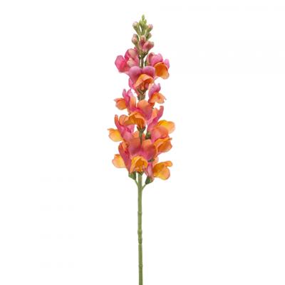 Antirrhinum