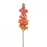 Antirrhinum
