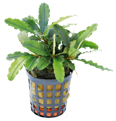 AquaVitaal Bucephalandra Theia Green