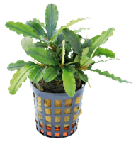 AquaVitaal Bucephalandra Theia Green