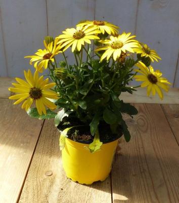 3 stuks! Spaanse margriet geel Osteospermum Warentuin Natuurlijk - Warentuin natuurlijk