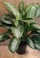 Aglaonema kamerplant - Warentuin natuurlijk