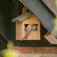 Nestkast Ecuador halfopen - thumbnail