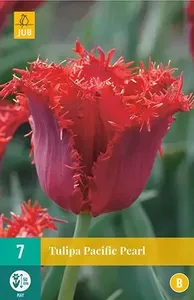 X 7 Tulipa Pacific Pearl