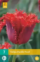 X 7 Tulipa Pacific Pearl - thumbnail