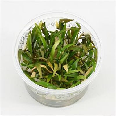 Cryptocoryne willisii - 3 stuks - aquarium plant
