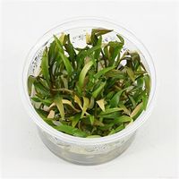 Cryptocoryne willisii - 3 stuks - aquarium plant - thumbnail