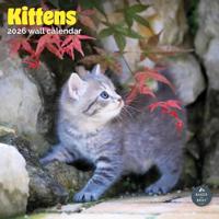 Kittens Kalender 2026