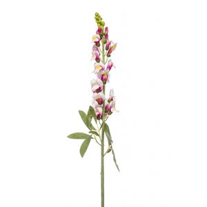 Antirrhinum spray