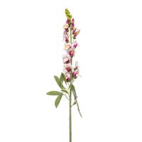 Antirrhinum spray