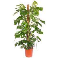 Monstera Bont &apos;Variegata&apos; P 27 cm