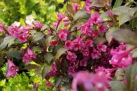 Weigela op stam