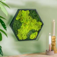 plantje.nl Mosschilderij, Groen, Diameter 38cm, Mos, Twee kleuren mos, Zeshoekig, Geen verzorging nodig, Niet in de zon hangen