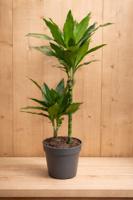 Drakenbloedboom Dracaena Fragrans Janet Lind/Groen H60-80 cm potmaat 19 cm 2 stammen kamerplant Warentuin Natuurlijk - Warentuin natuurlijk