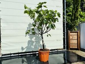 Vijgenboom - Ficus Carica - stamomvang 14-16 cm