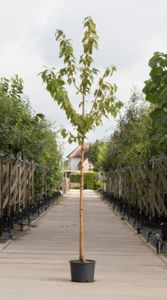 Sierkers met goudgele stam Prunus maackii Amber beauty h 250 cm st. omtrek 8 cm - Warentuin Natuurlijk