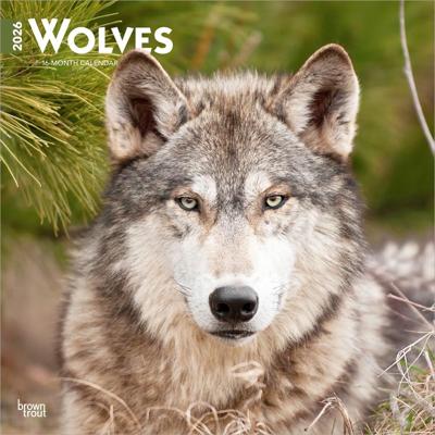 Wolven Kalender 2026