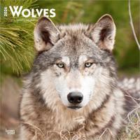 Wolven Kalender 2026