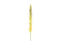 Decostar zijdebloem Eremurus 107 cm geel