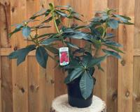 Rhododendron Markeetas Prize groenblijvende heester rododendron met rode bloemen ca. 60-70cm incl. pot Warentuin Natuurlijk - Warentuin natuurlijk