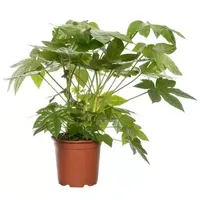 Kamerplant Fatsia Japonica ''Vingerplant''