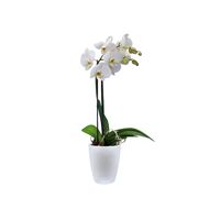 elho Brussels Orchid High Binnen Plantenpot Vrijstaand Polypropyleen (PP) Wit - thumbnail