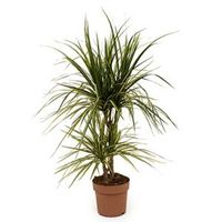 Dracaena marginata sunray S kamerplant