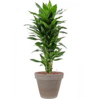 Plant in Pot Dracaena Fragrans Janet Craig 110 cm kamerplant in Terra Cotta Grijs 35 cm bloempot