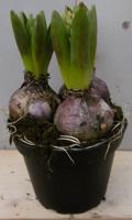 3 stuks! Bolletjes Hyacint roze in potje Voorjaarsbollen Warentuin Natuurlijk - Warentuin natuurlijk