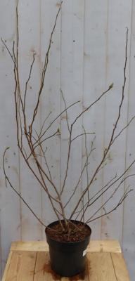 Beverboom Magnolia Soulangeana Tulpenboom struik 100 cm Warentuin Natuurlijk - Warentuin natuurlijk