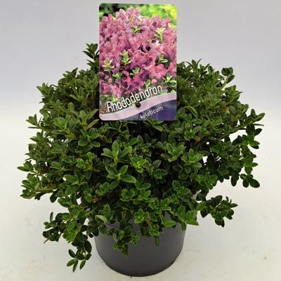 Dwergrhododendron