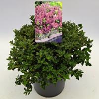 Dwergrhododendron