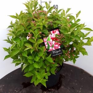 Weigela struik Rosea - 50 - 60 cm - 5 stuks