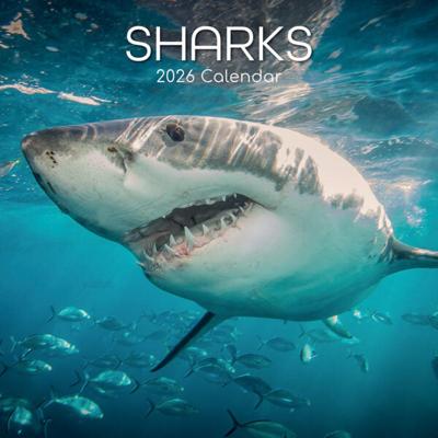 Haaien Kalender 2026