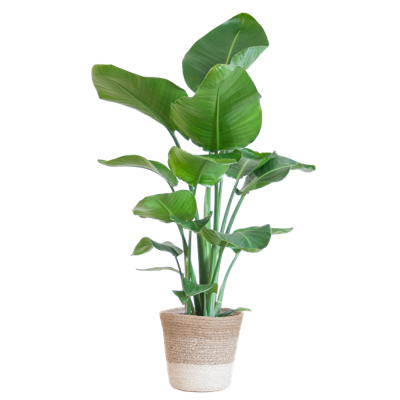 Strelitzia Nicolai met Lissabon mand wit - 80cm - Ø19