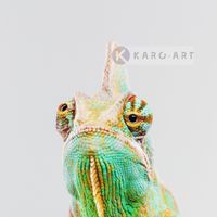 Karo-art Schilderij - Kameleon  ,Groen geel , 3 maten , Premium print