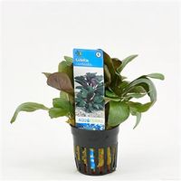 Lobelia cardinalis - 6 stuks - aquarium plant - thumbnail