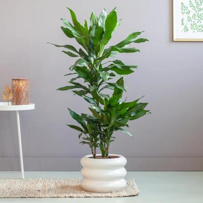 plantje.nl Dracaena drakenplant,Kantoorplanten,Slaapkamer planten,Groene Kamerplanten,Luchtzuiverende planten,Woonkamer,Kamerplanten Dracaena Janet
