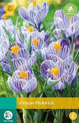 Crocus Pickwick 12 bollen - Jub