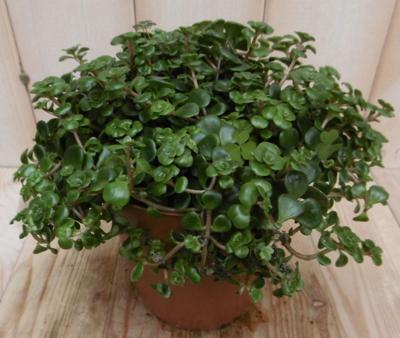 2 stuks! Sedum tornado - Warentuin natuurlijk