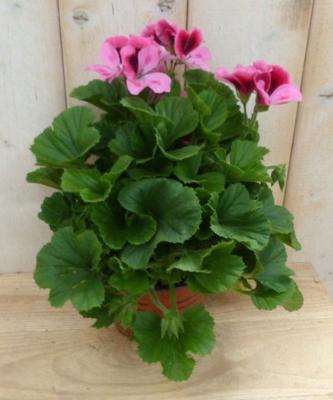 2 stuks! Franse Geranium tweekleurig roze Pelargonium Warentuin Natuurlijk - Warentuin natuurlijk