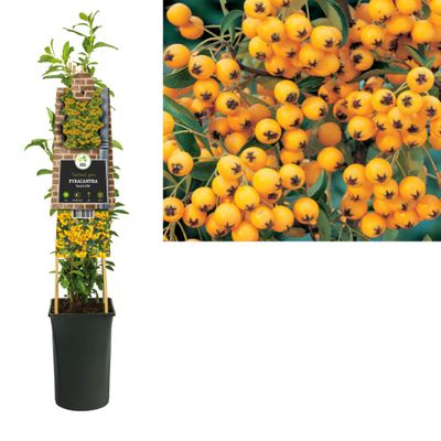 Klimplant Pyracantha Soleil d Or 75 cm - Van der starre