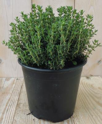 Tijm Helemaal Groen Kruiden Thymus Warentuin Natuurlijk - Warentuin natuurlijk