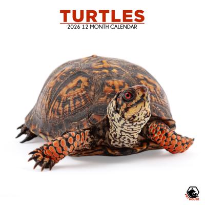 Schildpadden Kalender 2026